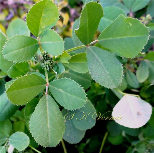  Leaves